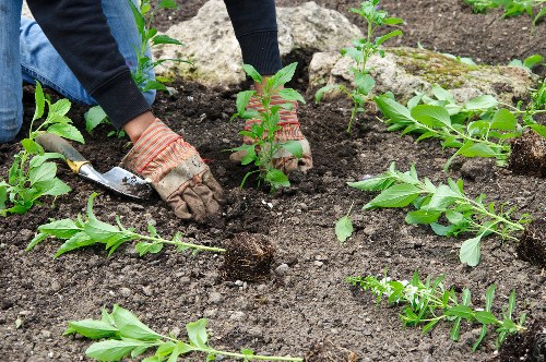 Garden clearance and tidy borders in a Crews Hill property